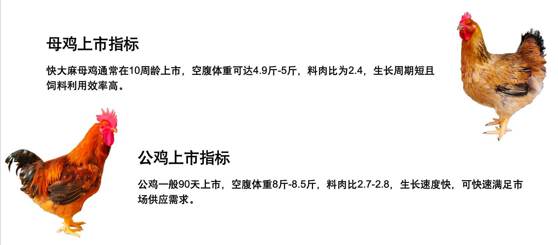 K996配套系商品鸡指标.png